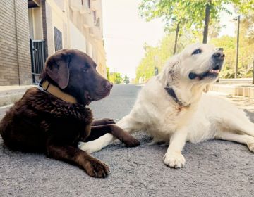 Foto petita de Rudy